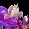 Орхидея любви