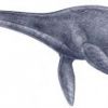 Современные плезиозавры